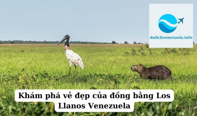 Khám phá vẻ đẹp của đồng bằng Los Llanos Venezuela